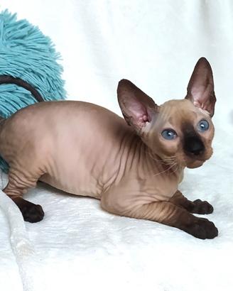 Sphynx