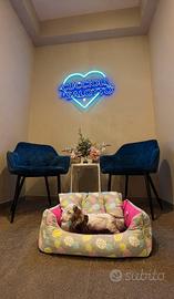 Cucciolo bassotto kaninchen Arlecchino