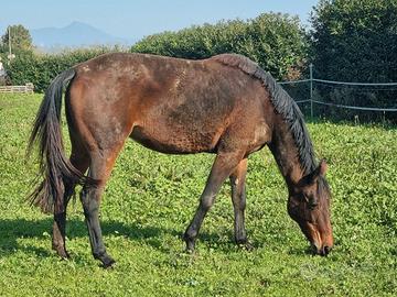 Cavalla ricevente trotter