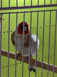 Cardellino portatore opale