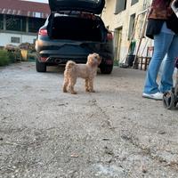 Barboncino nano