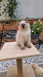 Cucciolo Gatto Ragdoll