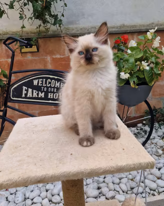 Cucciolo Gatto Ragdoll