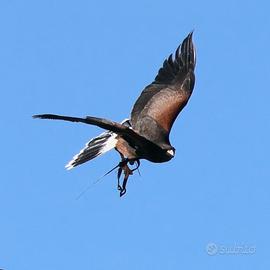 Noleggio uccelli rapaci per cinema spettacolo