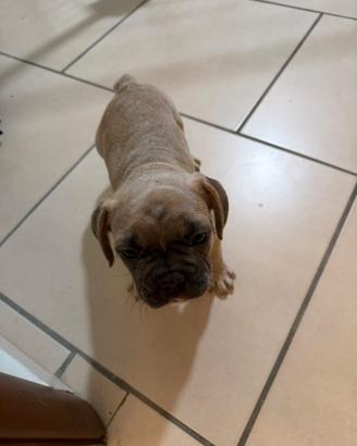Bulldogfrancese