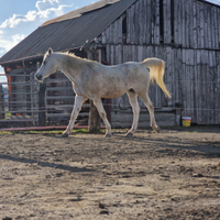 Arabo castrone per trekking