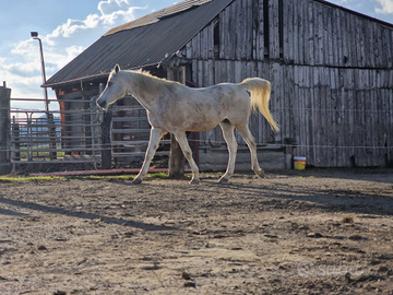 Arabo castrone per trekking