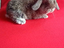 Immagine 6