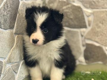 Border collie