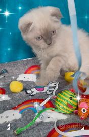 Gattina scottish fold