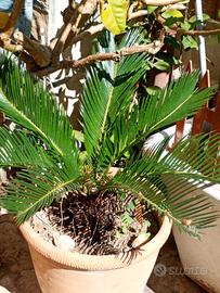 Pianta di cycas