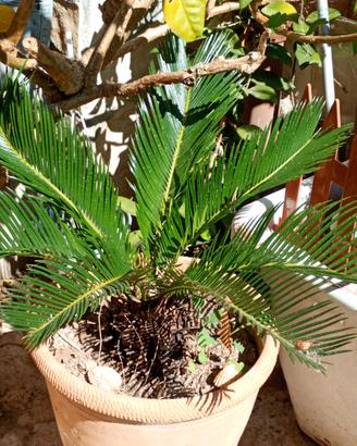 Pianta di cycas