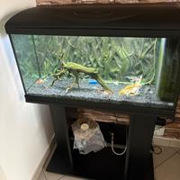 Acquario 80x32 completo