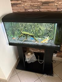 Acquario 80x32 completo