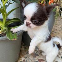 Chihuahua cucciolo maschio