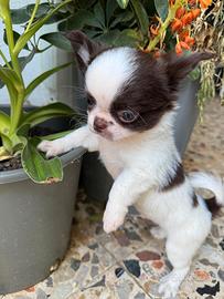 Chihuahua cucciolo maschio