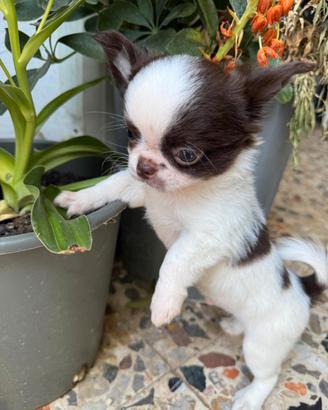 Chihuahua cucciolo maschio