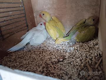 Parrocchetto dal collare