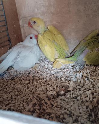Parrocchetto dal collare