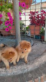 Volpino pomerania nano