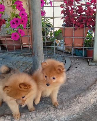 Volpino pomerania nano