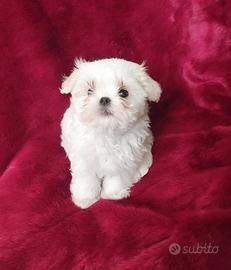 Maltese coreano maschietto