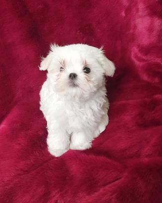 Maltese coreano maschietto