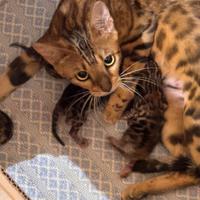 Gatti bengala di altissima genealogia di rara be