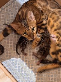 Gatti bengala di altissima genealogia di rara be