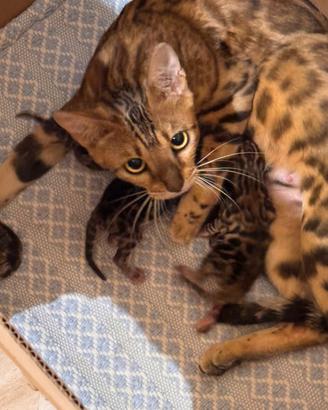 Gatti bengala di altissima genealogia di rara be