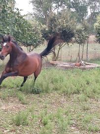 Cavallo