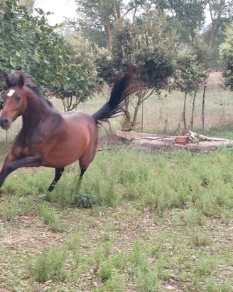 Cavallo