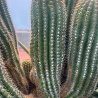 3 Piantine  o Polloni  pianta  Cactus