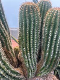 3 Piantine  o Polloni  pianta  Cactus