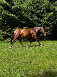 Cavalla