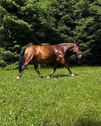 Cavalla
