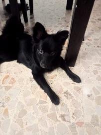 Cagnolina