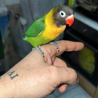 Inseparabili personata