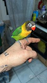 Inseparabili personata