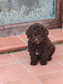 Lagatto Romagnolo CUCCIOLI con Pedigree