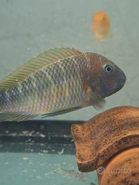 Tropheus casacalawe