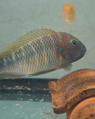 Tropheus casacalawe
