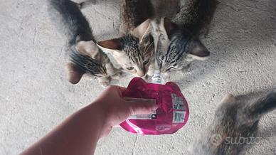 Gattini 2 mesi