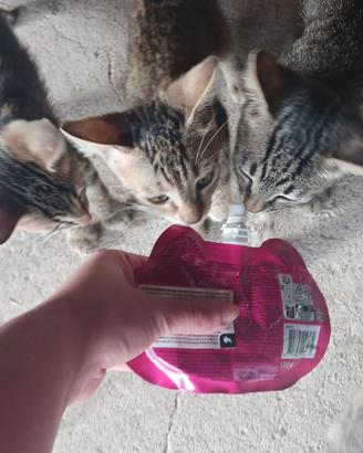 Gattini 2 mesi
