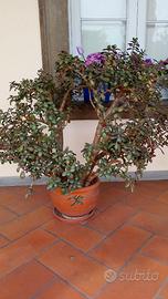 Pianta di crassula ovata/albero dei soldi