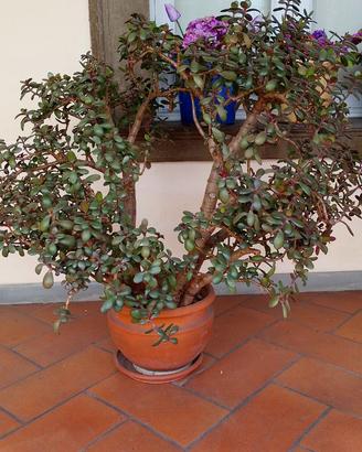 Pianta di crassula ovata/albero dei soldi