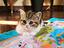 Immagine 5