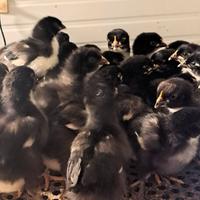 Pulcinotti Marans Nero ramato