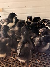 Pulcinotti Marans Nero ramato