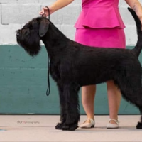 Cuccioli di Schnauzer gigante Riesenschnauzer